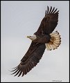_3SB1502 near adult bald eagle